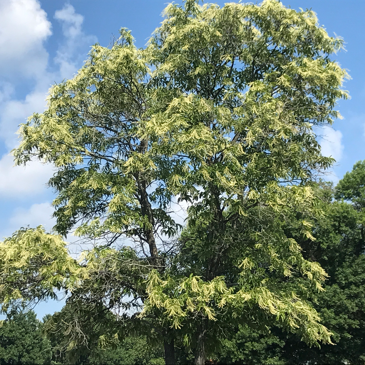 Sourwood (Oxydendrum arboreum)