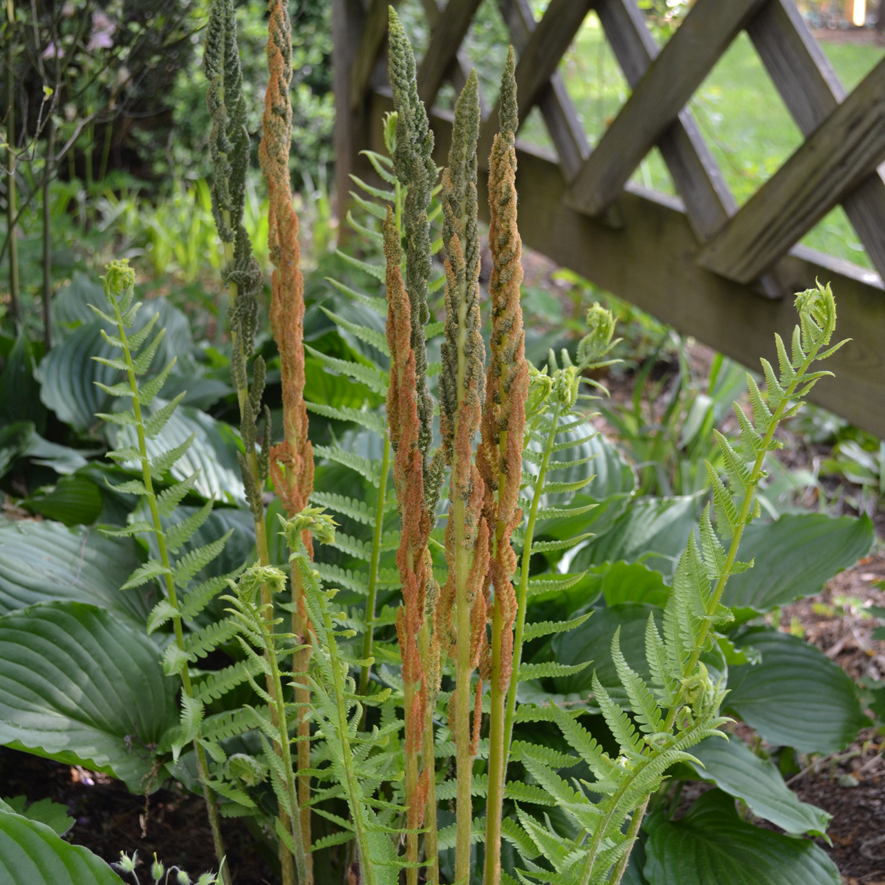 Bare Root Cinnamon Fern (Osmunda cinnamomea)