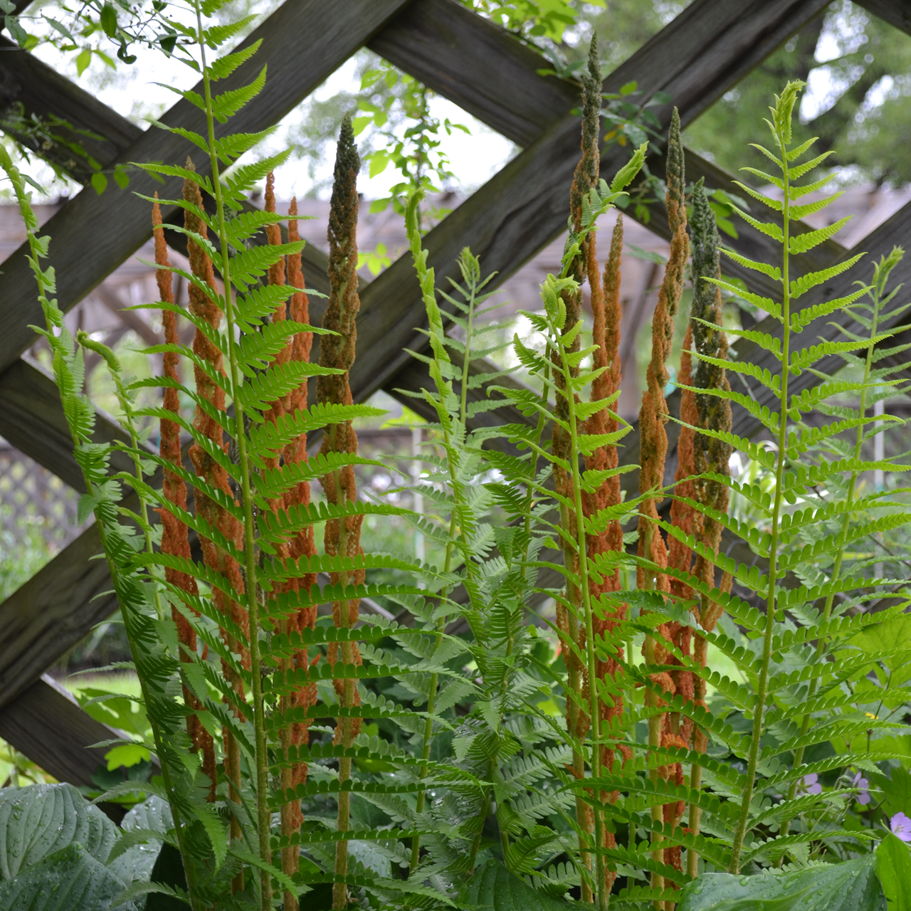 Cinnamon Fern (Osmunda cinnamomea)