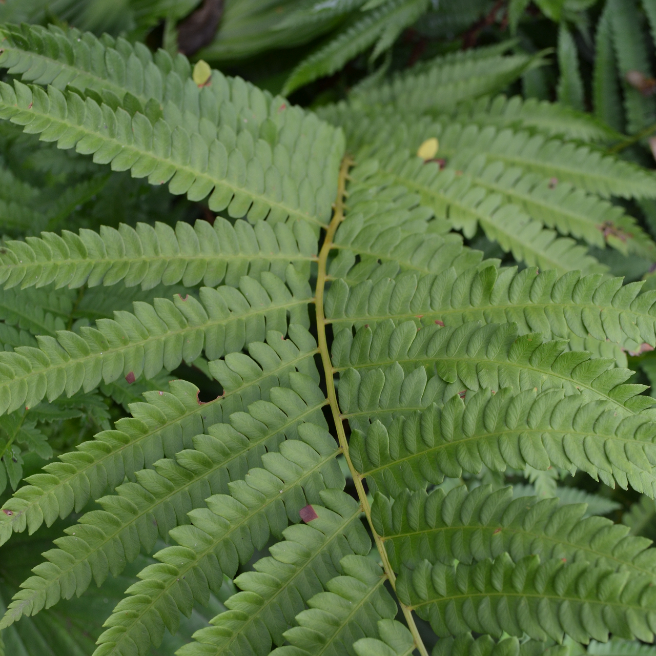 Bare Root Cinnamon Fern (Osmunda cinnamomea)