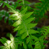 Ostrich Fern (Matteuccia struthiopteris)