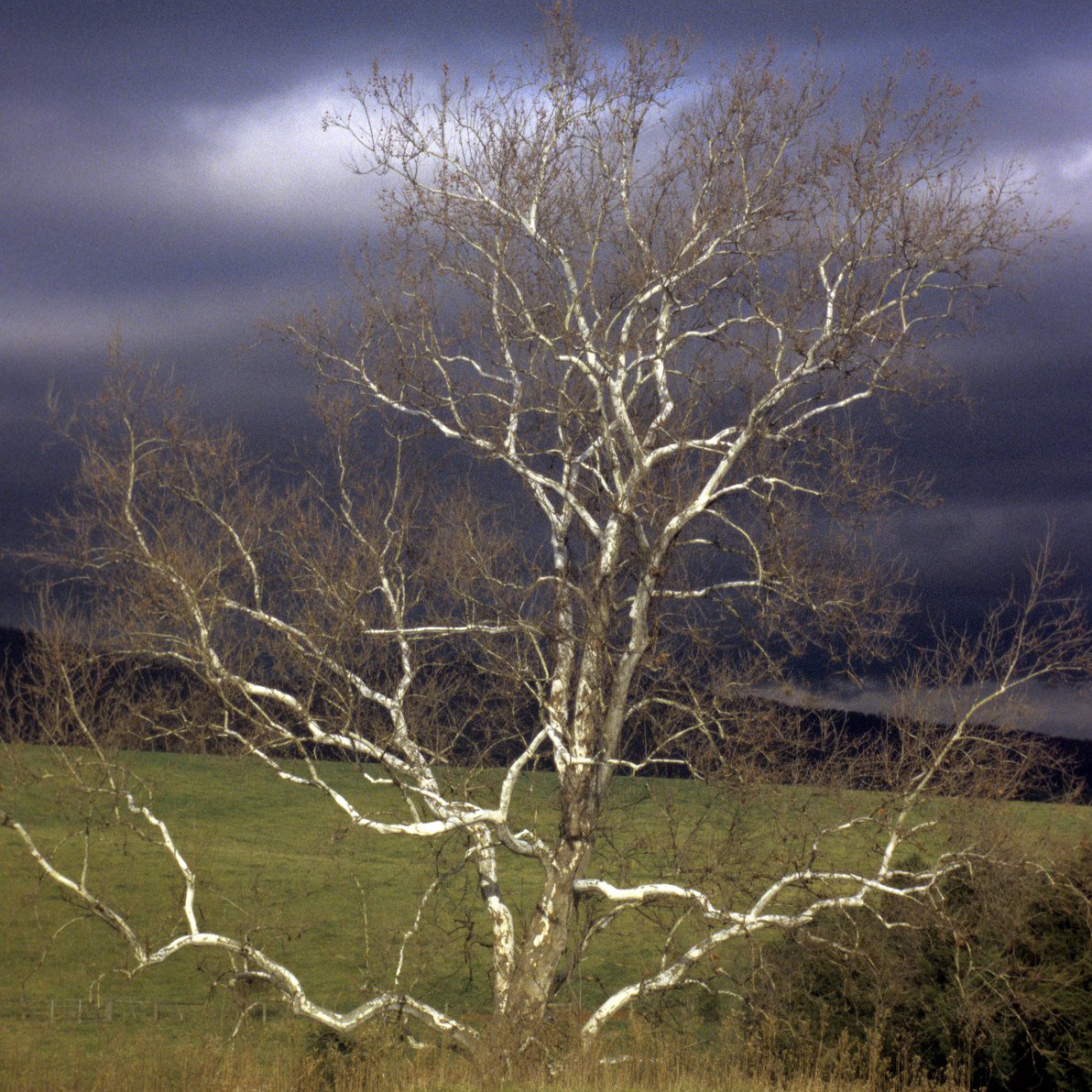 Bare Root American Sycamore (Platanus occidentalis)