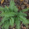 Bare Root Christmas Fern (Polystichum acrostichoides)