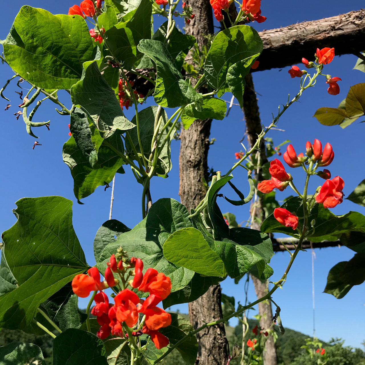 Scarlet Runner Bean Seeds (Phaseolus coccineus)