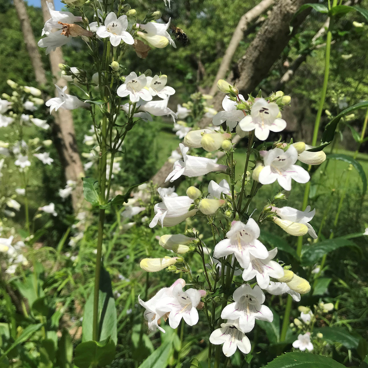 Smooth Penstemon (Penstemon digitalis)