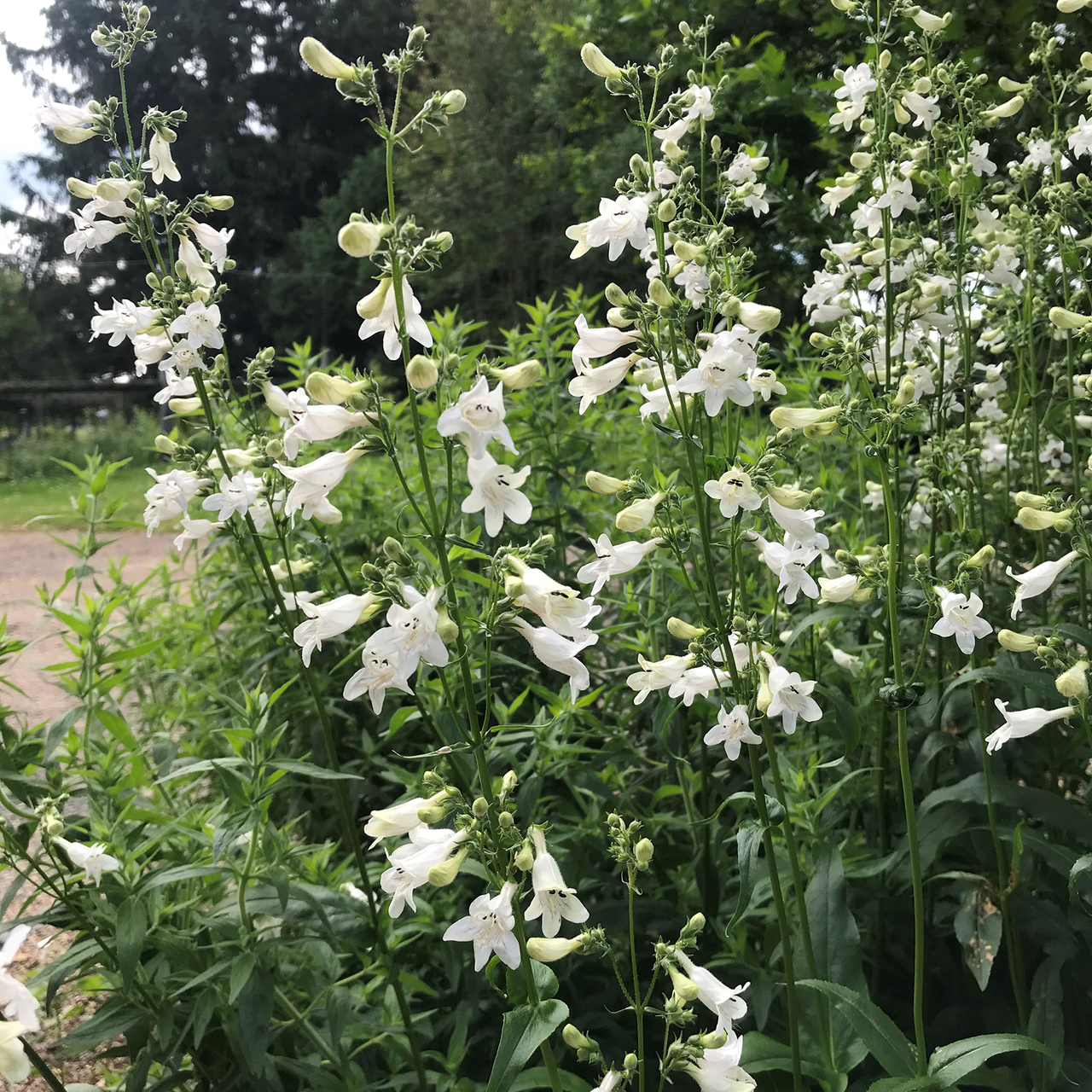 Smooth Penstemon (Penstemon digitalis)