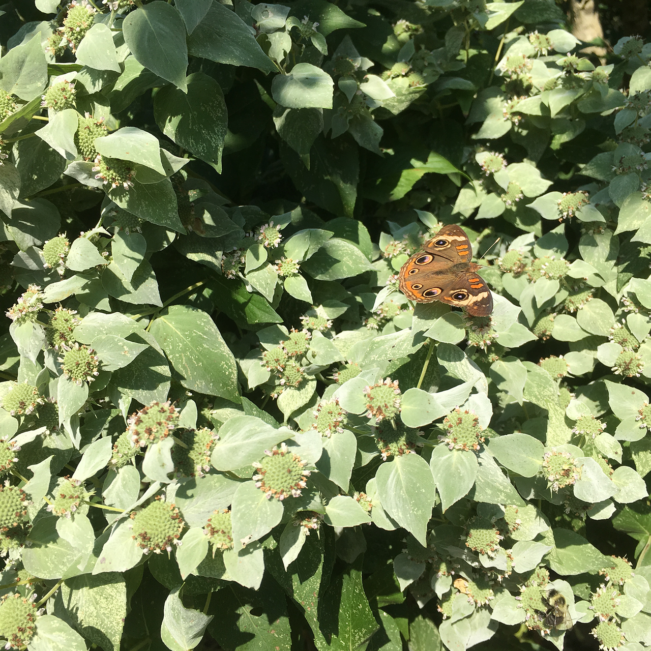 Short-Toothed Mountain Mint (Pycnanthemum muticum)