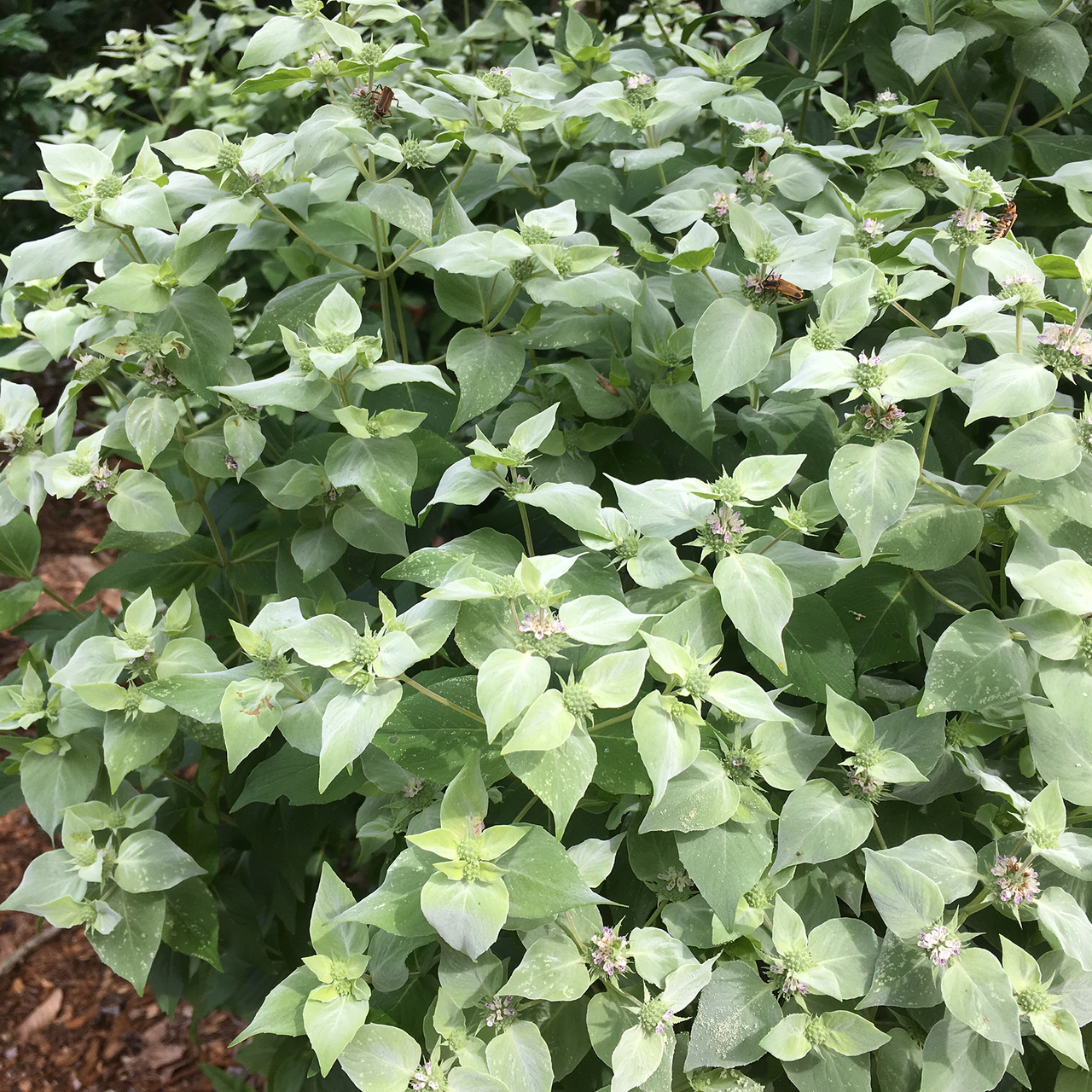 Short-Toothed Mountain Mint (Pycnanthemum muticum)