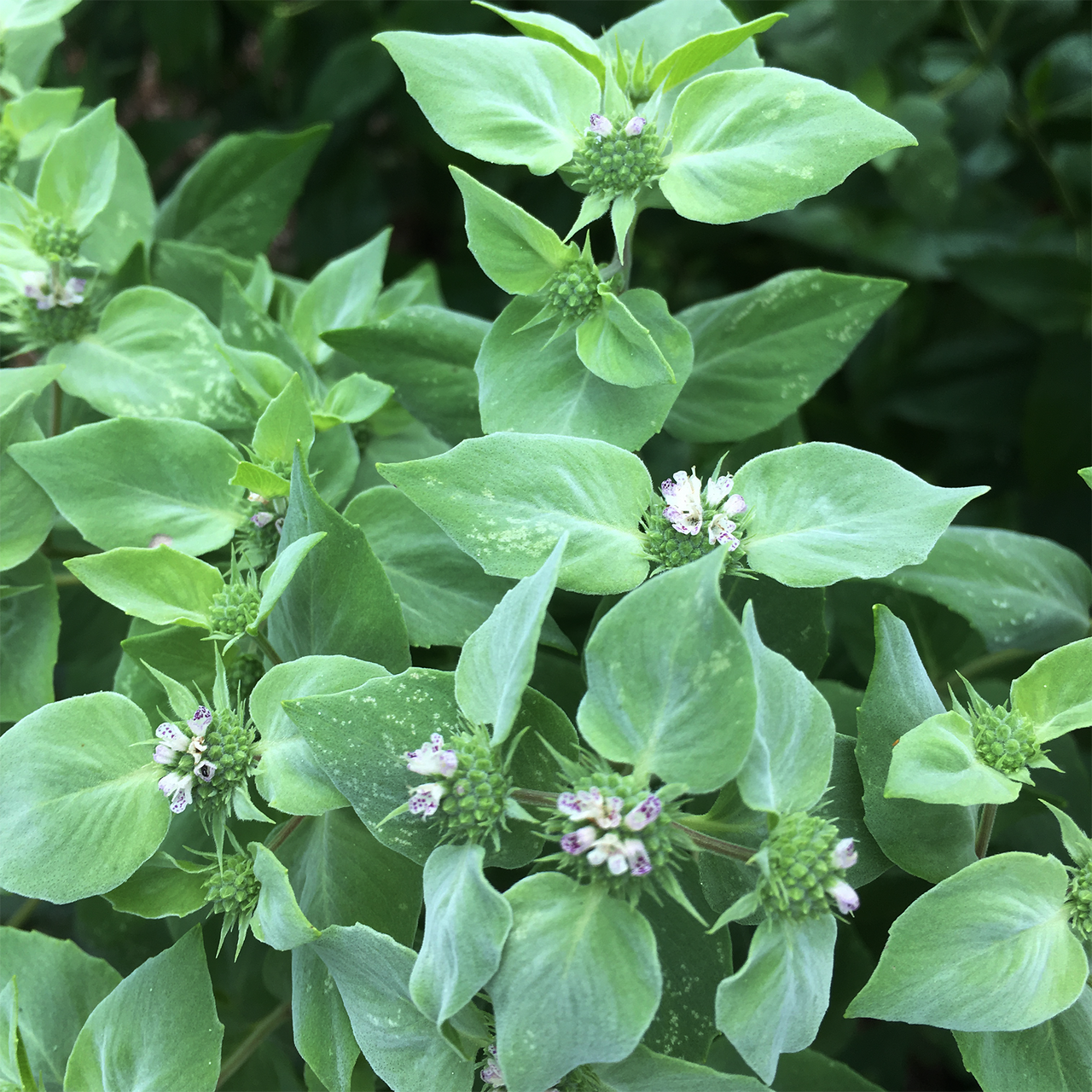 Short-Toothed Mountain Mint (Pycnanthemum muticum)