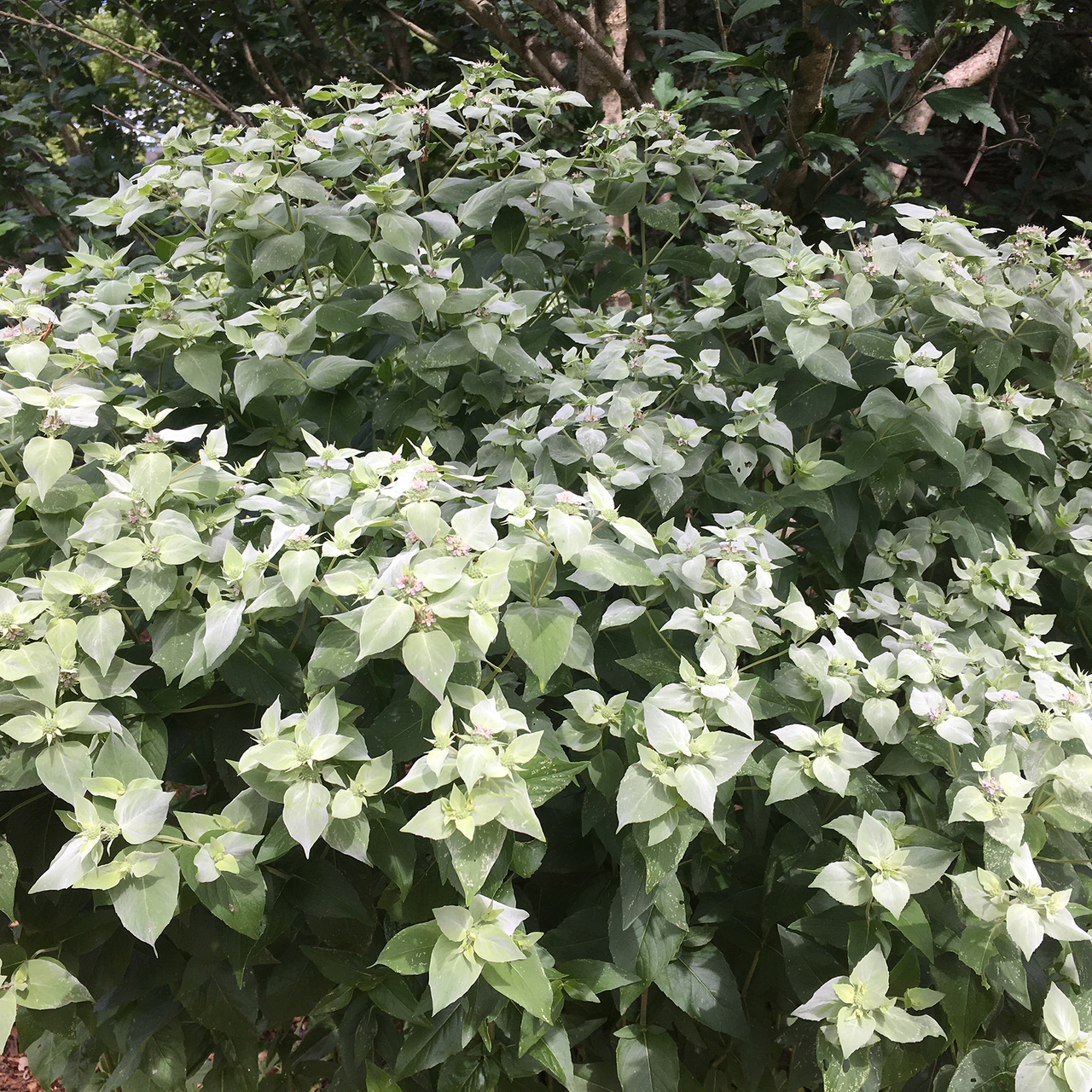 Short-Toothed Mountain Mint (Pycnanthemum muticum)