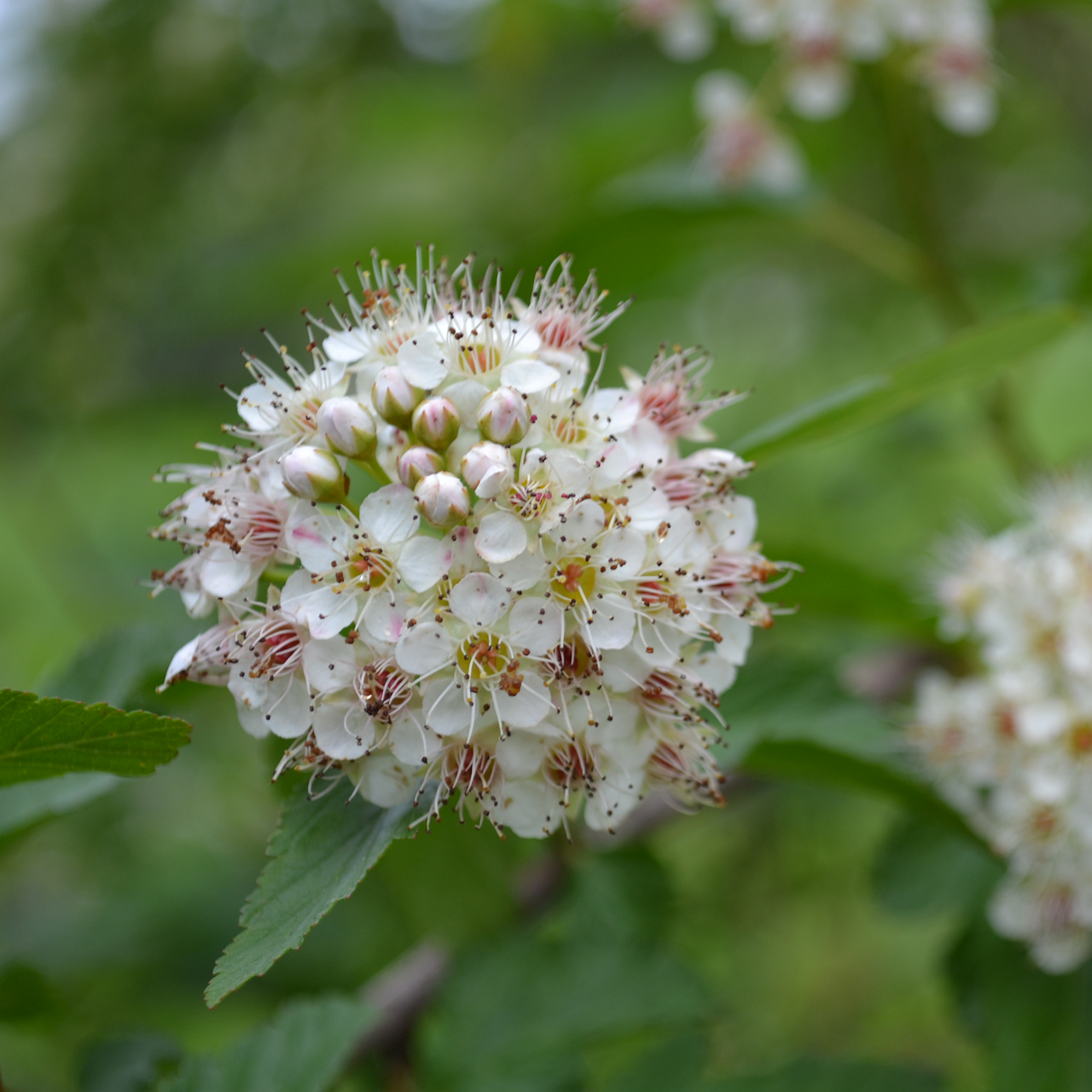 Eastern Ninebark (Physocarpus opulifolius)