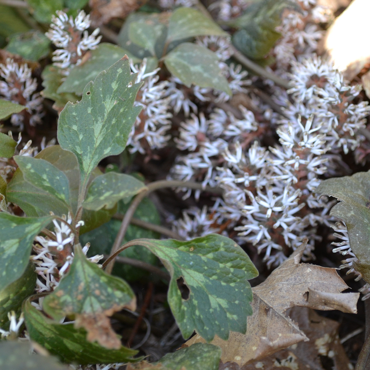 Bare Root Allegheny Pachysandra (Pachysandra procumbens)