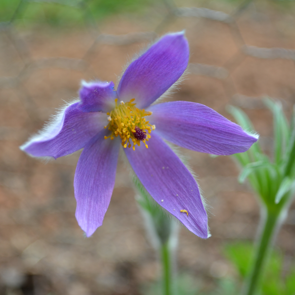 Pasque Flower (Pulsatilla vulgaris)