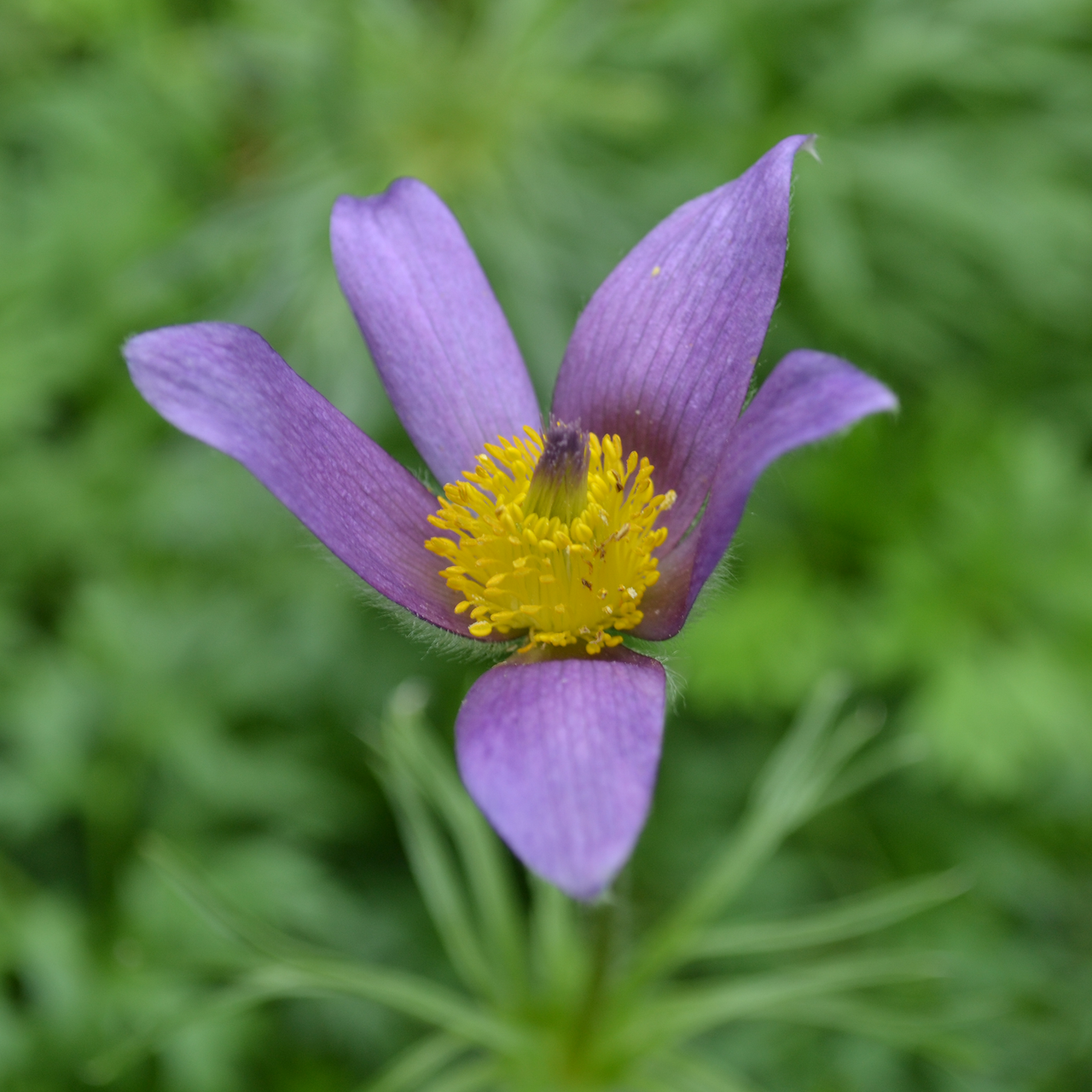 Pasque Flower (Pulsatilla vulgaris)