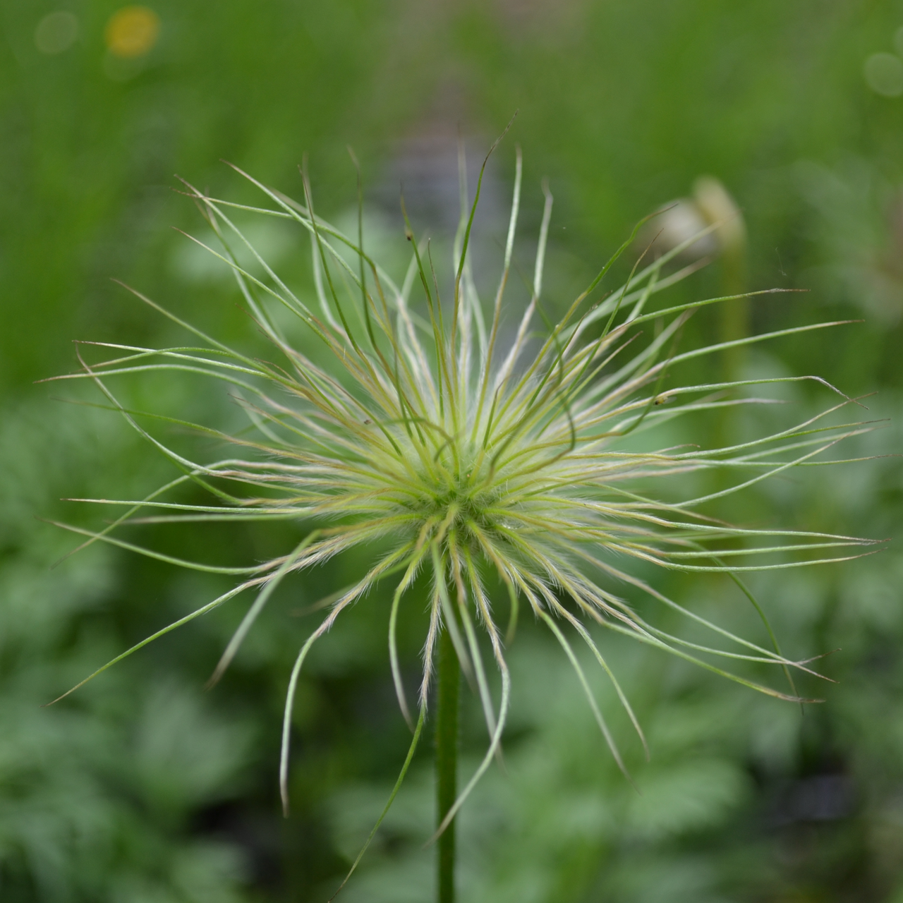 Pasque Flower (Pulsatilla vulgaris)