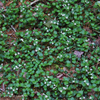 Bare Root Partridge Berry (Mitchella repens)