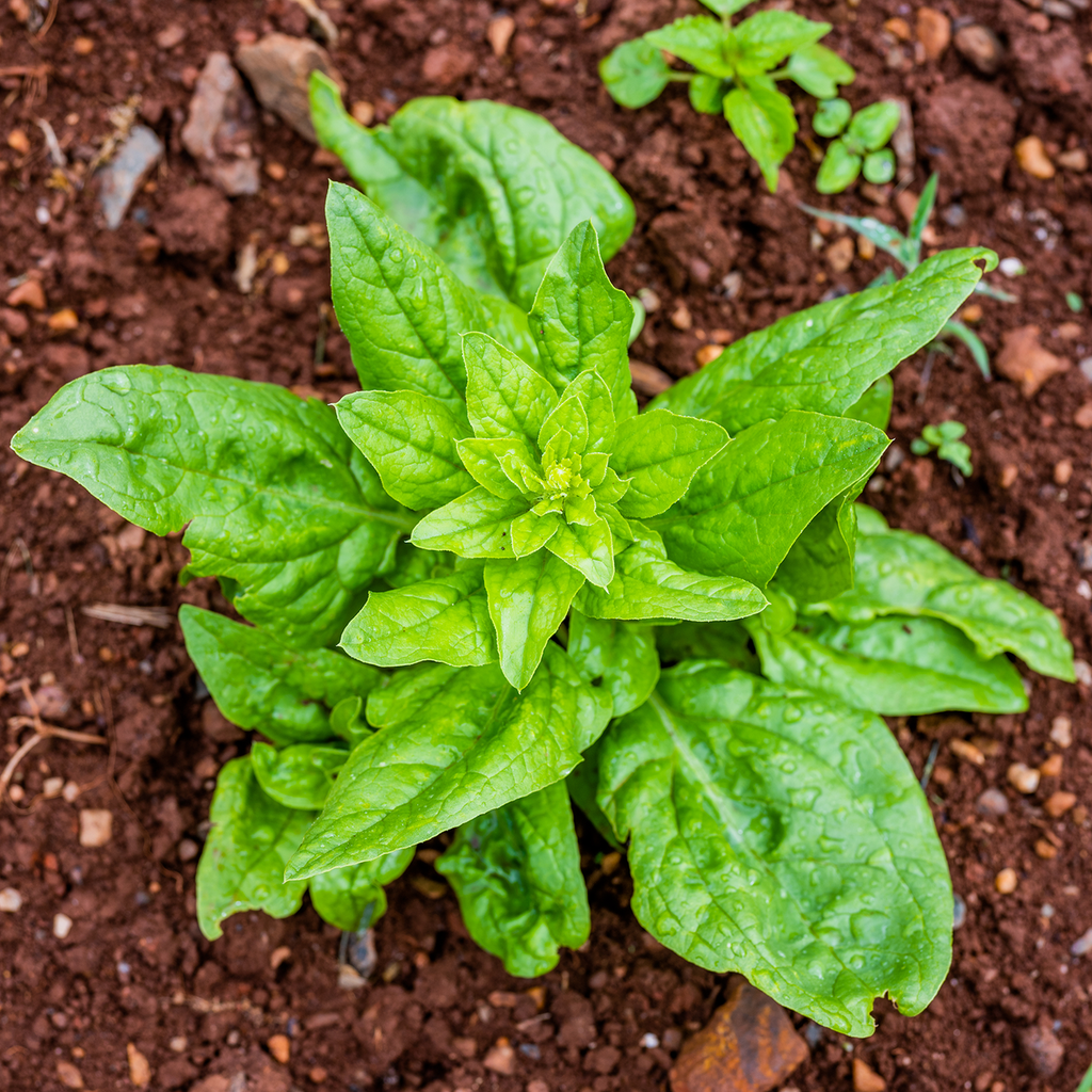 Prickly-seeded Spinach Seeds (Spinacia oleracea)