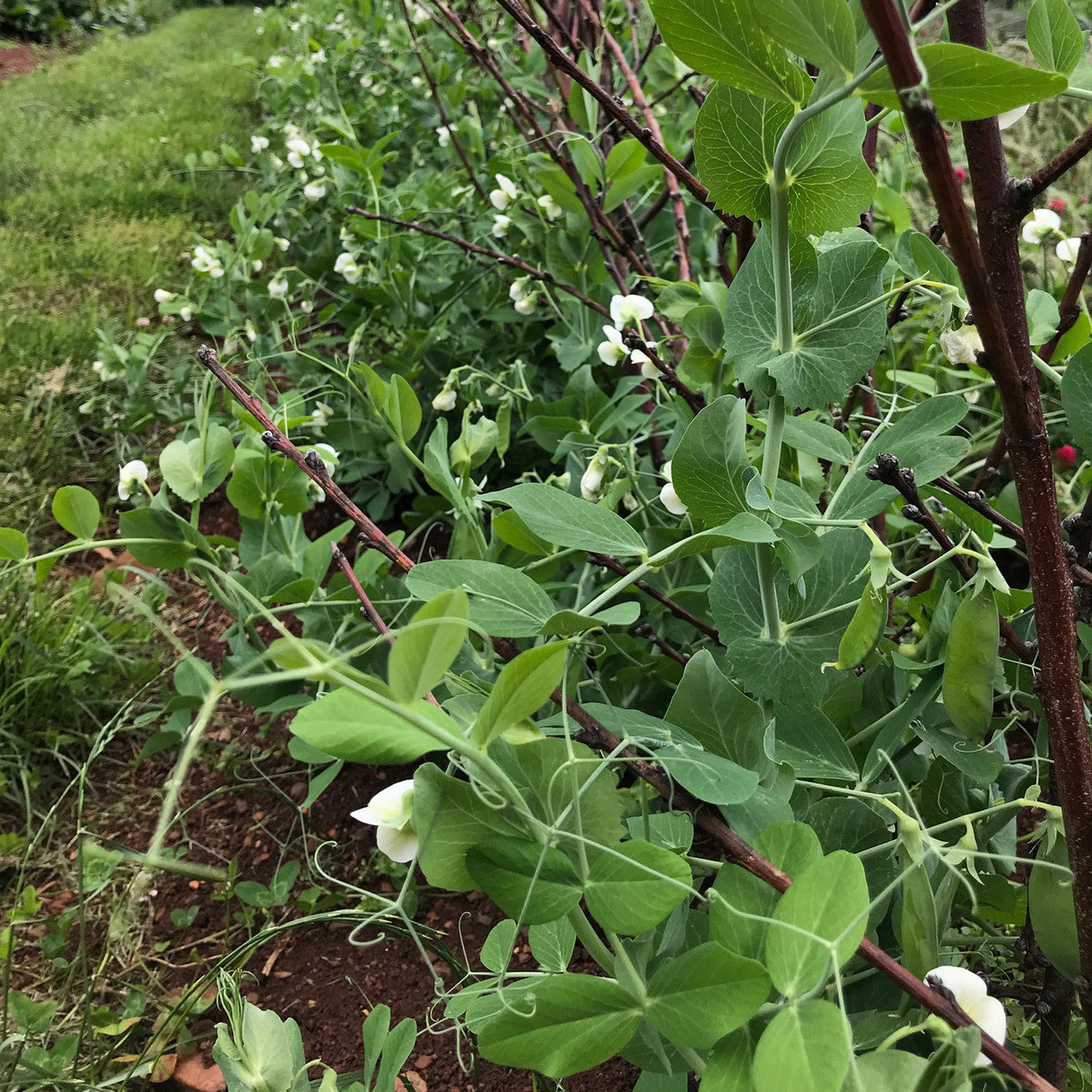 Prussian Blue Pea Seeds (Pisum sativum cv.)