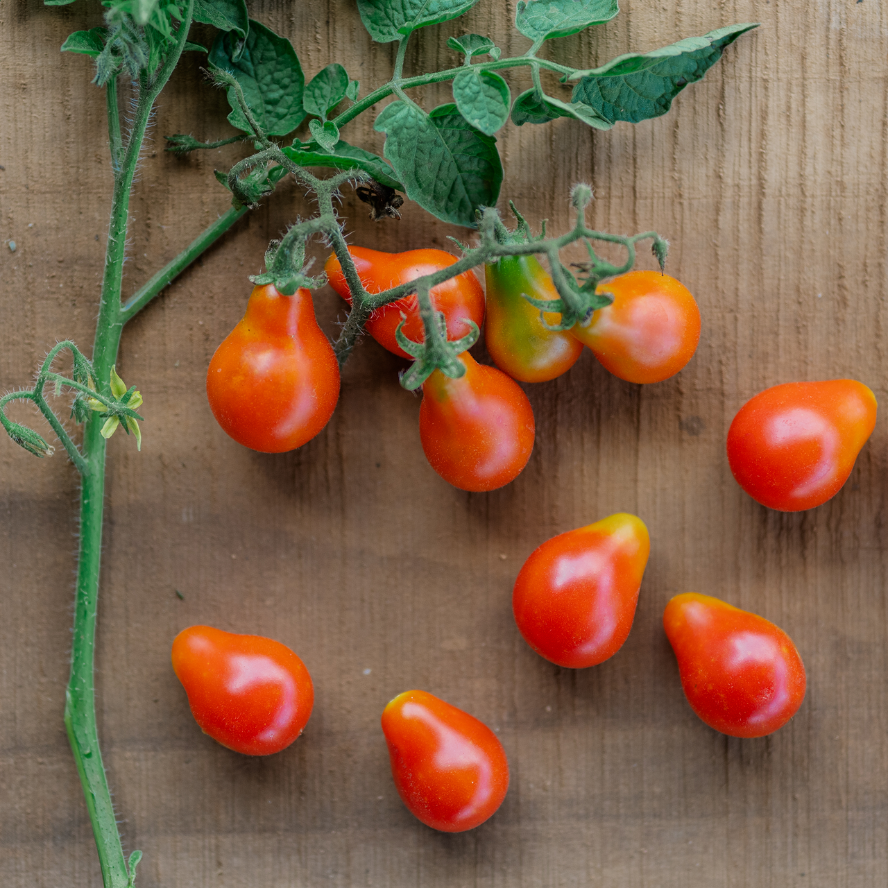 Red Fig Tomato Seeds (Solanum lycopersicum cv.)