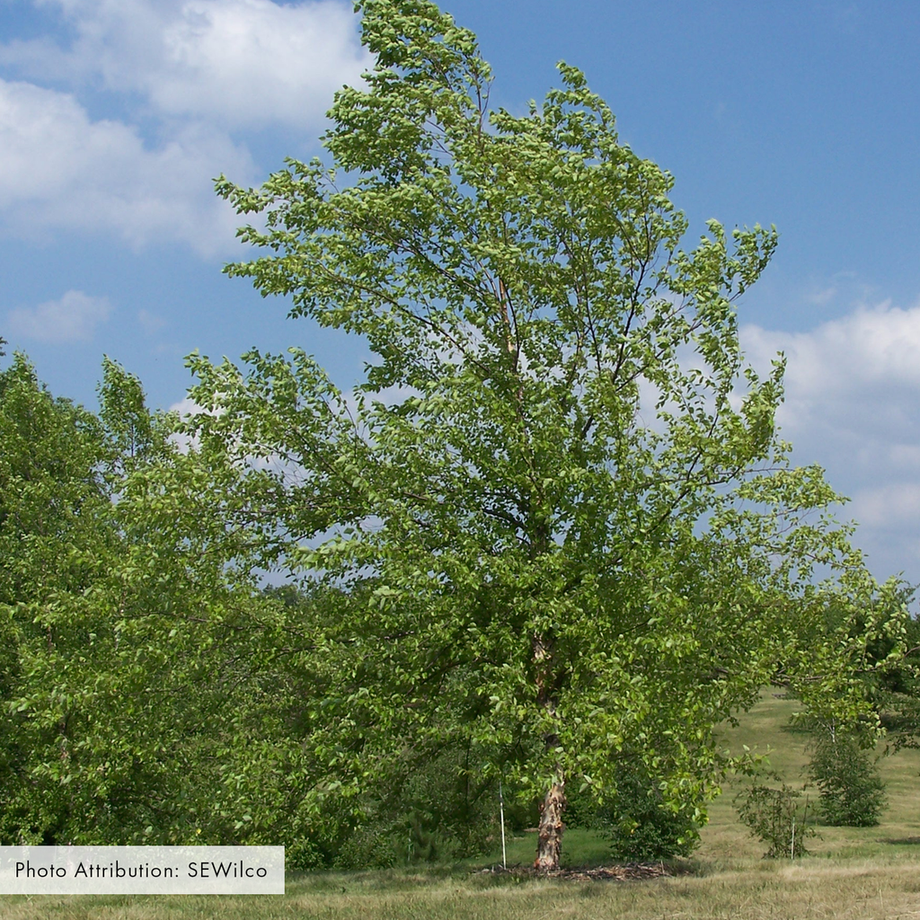 Bare Root River Birch (Betula nigra)