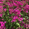 Sweet William Catchfly Seeds (Silene armeria)