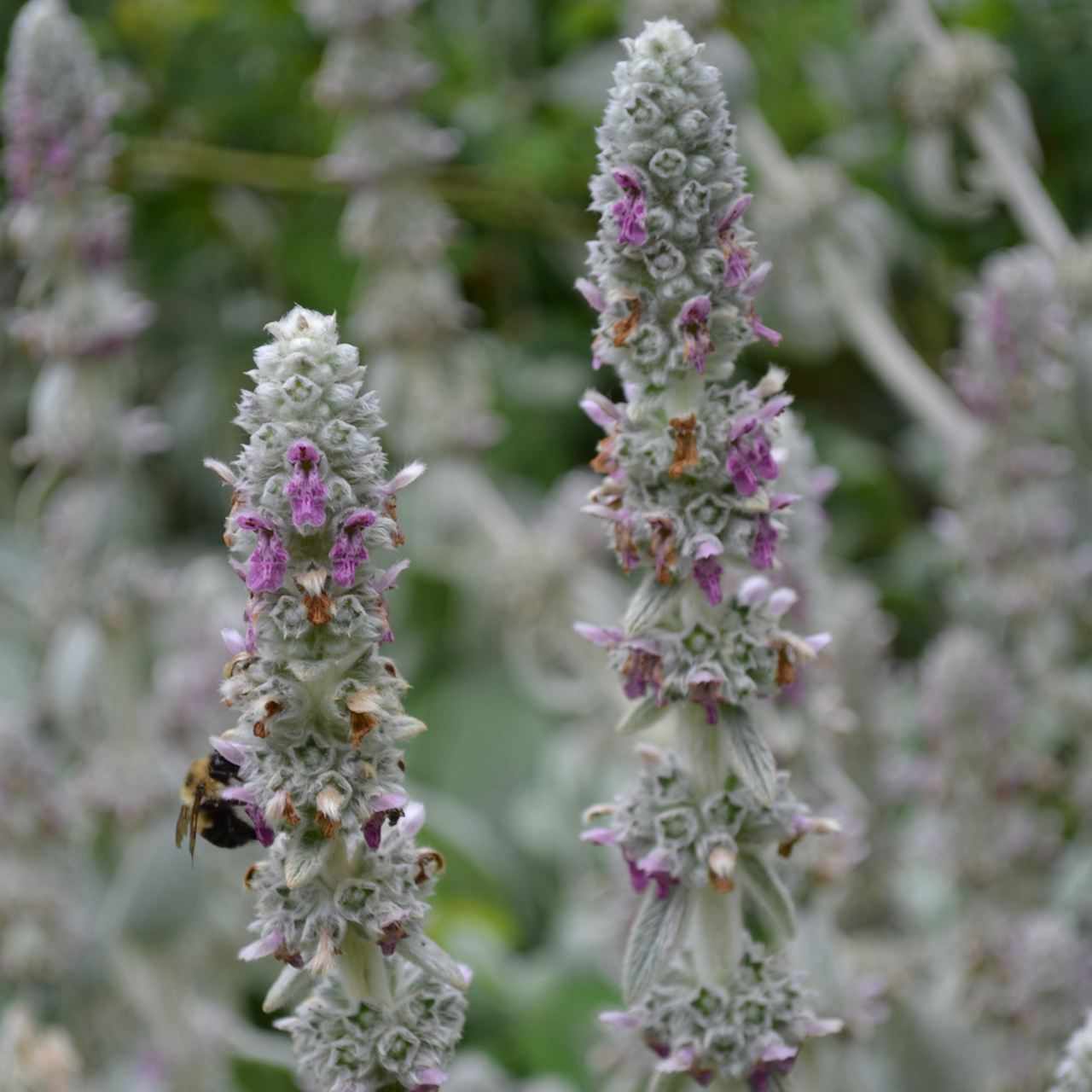 Lamb's Ears (Stachys byzantina)