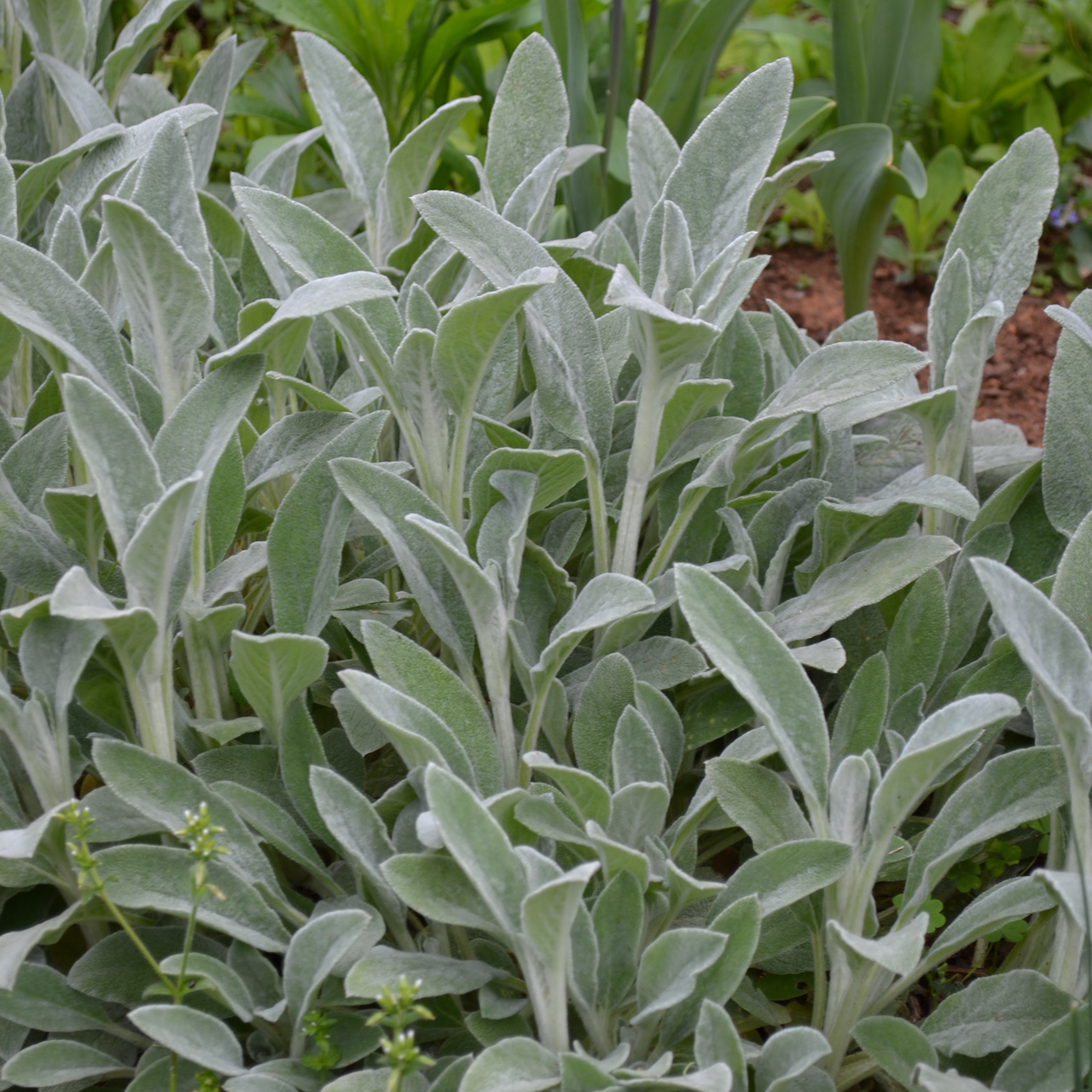 Lamb's Ears (Stachys byzantina)