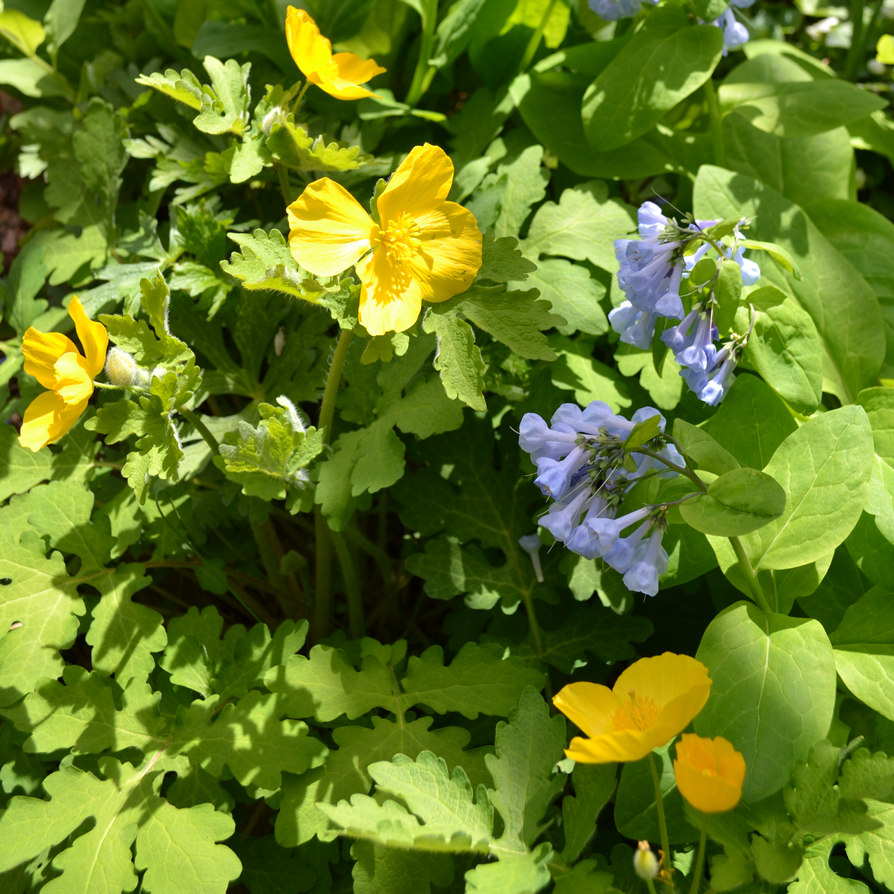 Celandine Wood Poppy (Stylophorum diphyllum)