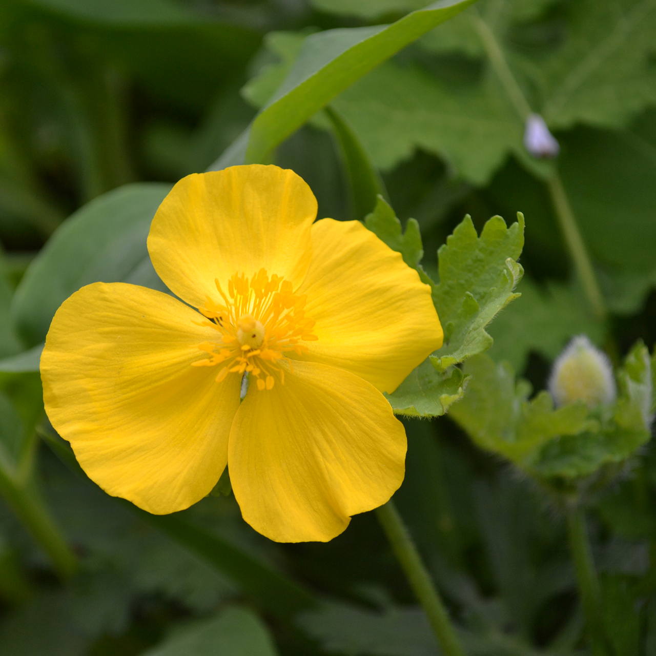 Bare Root Celandine Wood Poppy (Stylophorum diphyllum)