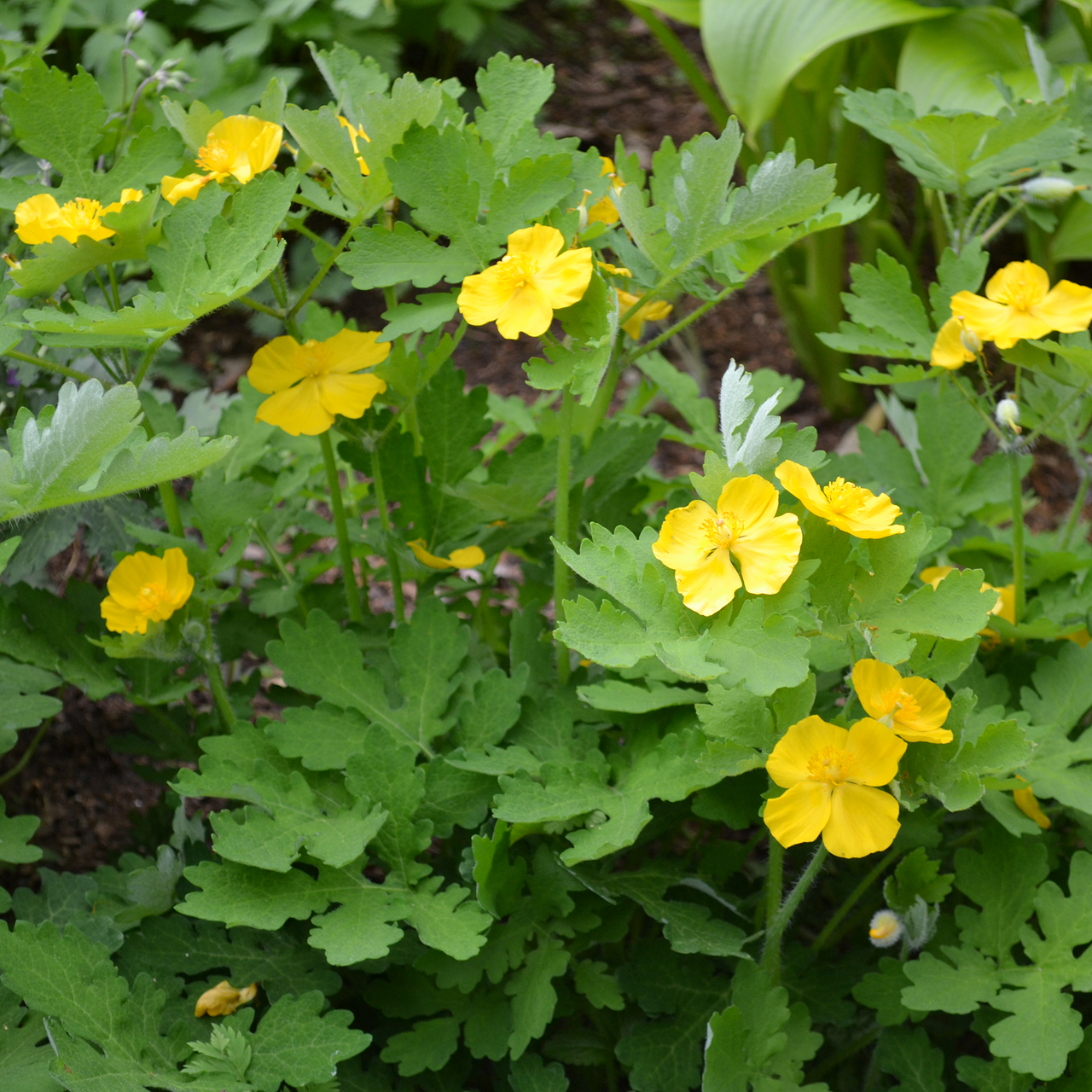 Celandine Wood Poppy (Stylophorum diphyllum)