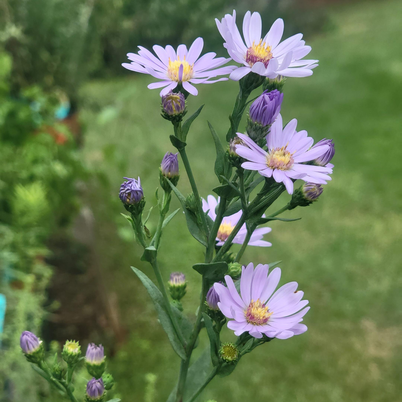 Smooth Aster (Symphyotrichum laeve)