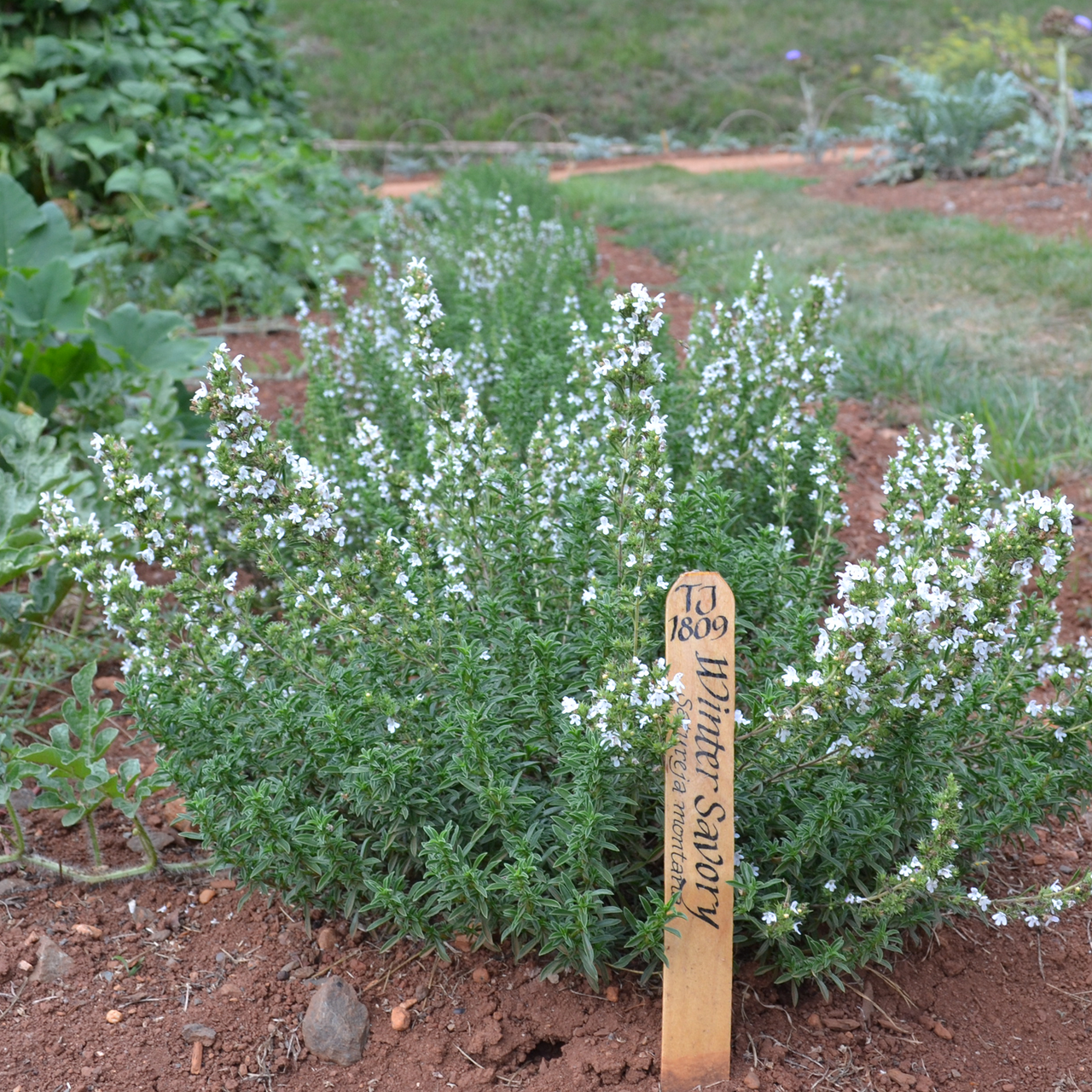 Winter Savory (Satureja montana)