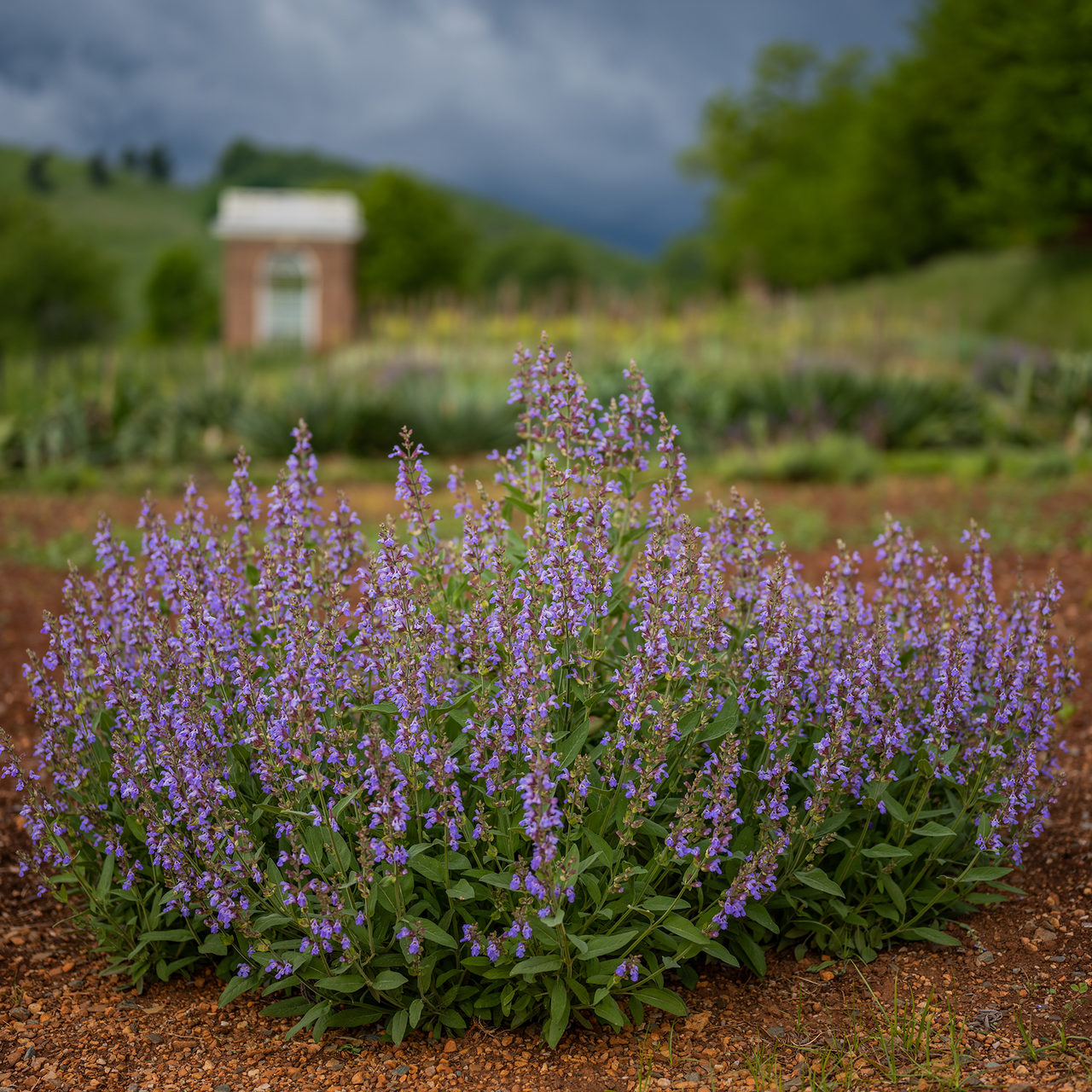 Garden Sage (Salvia officinalis)