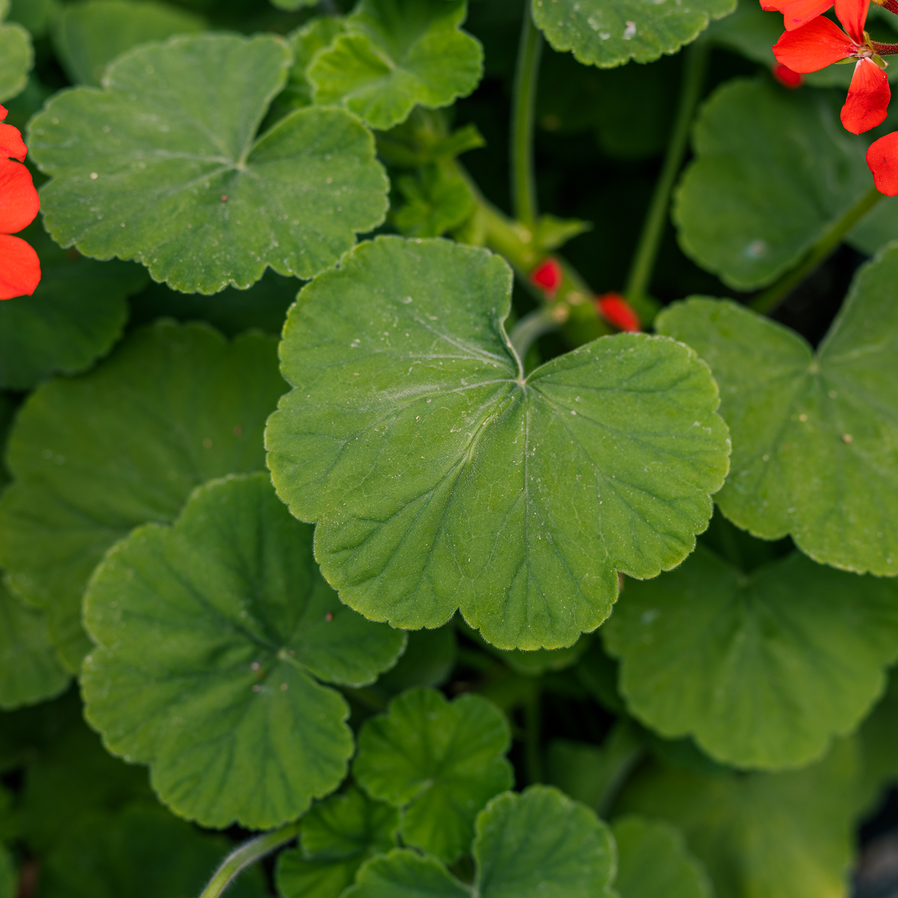 Scarlet Geranium (Pelargonium inquinans)