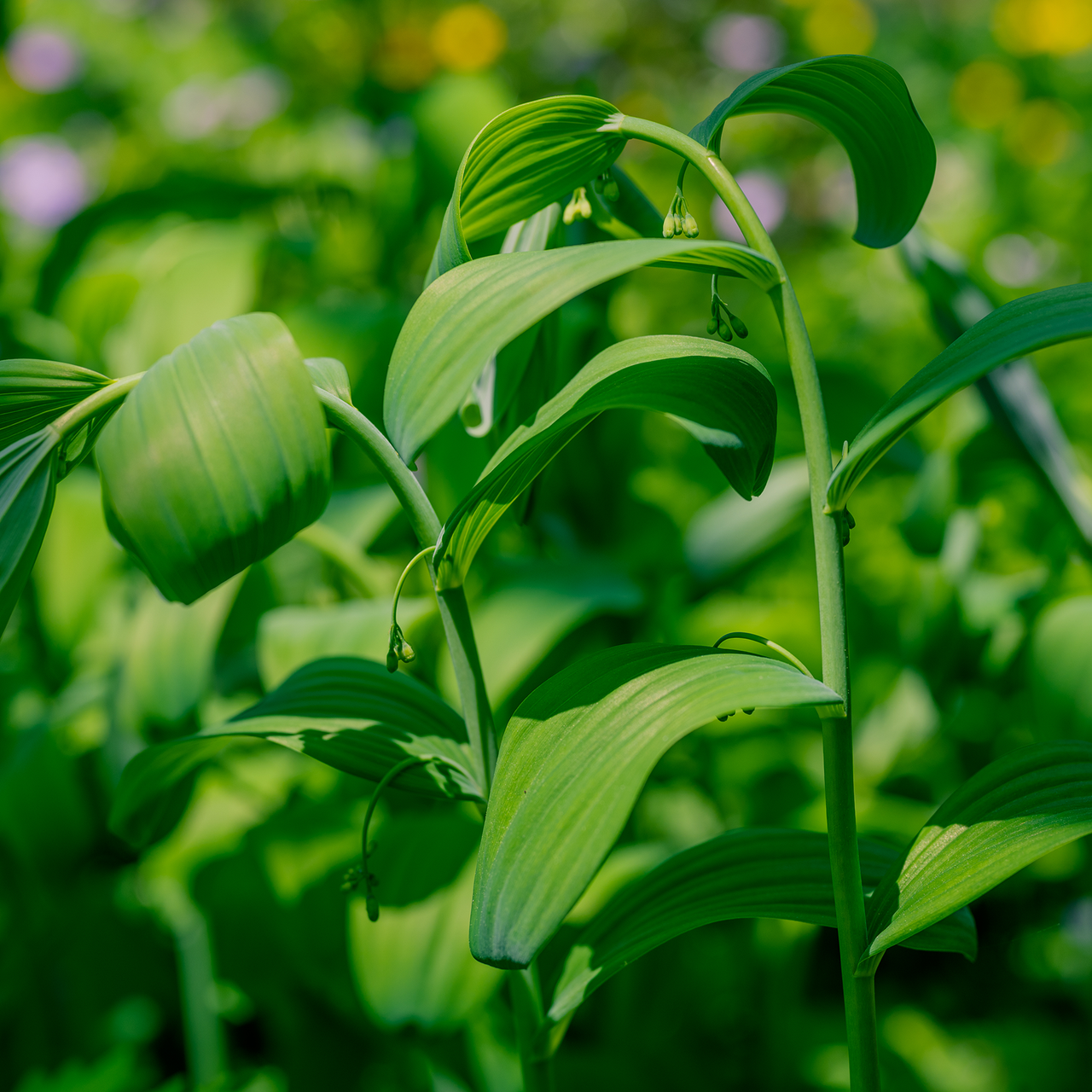 Solomon's Seal (Polygonatum biflorum)