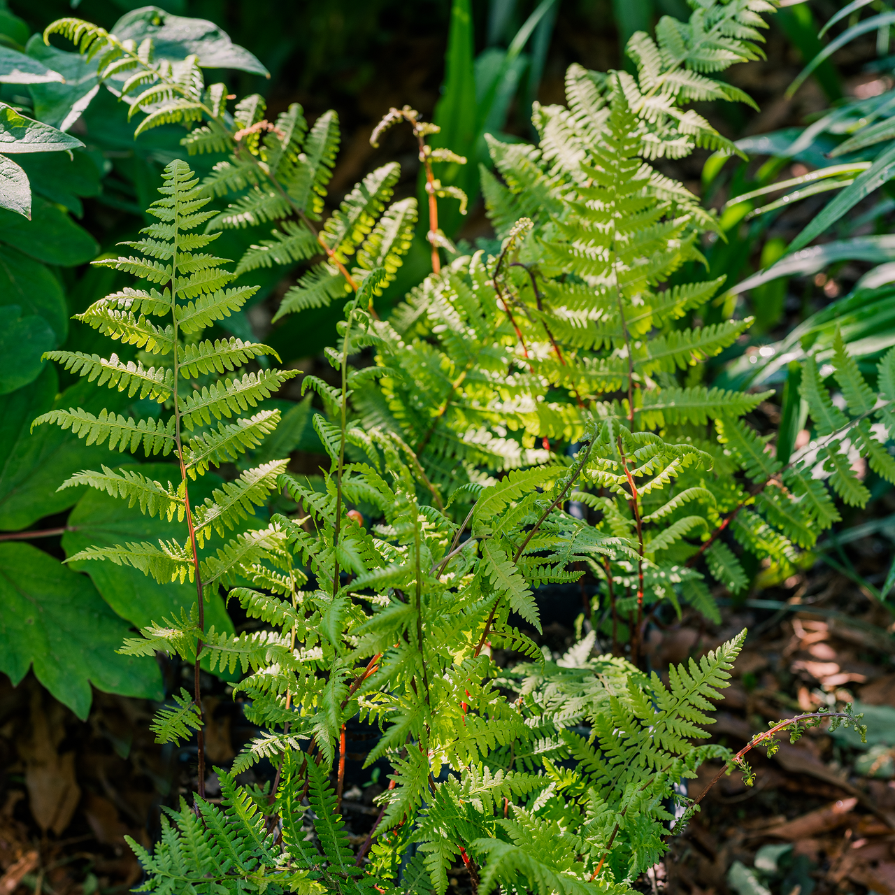 Bare Root Southern Lady Fern (Athyrium filix-femina var. asplenioides)