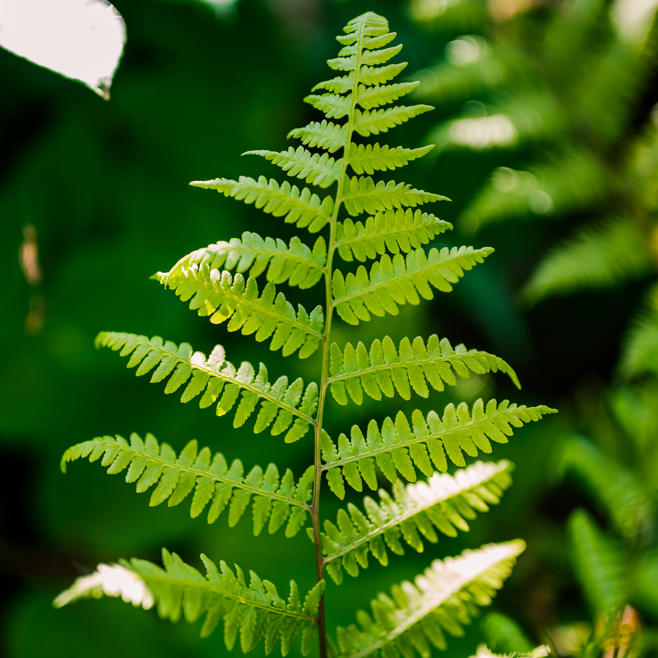 Bare Root Southern Lady Fern (Athyrium filix-femina var. asplenioides)