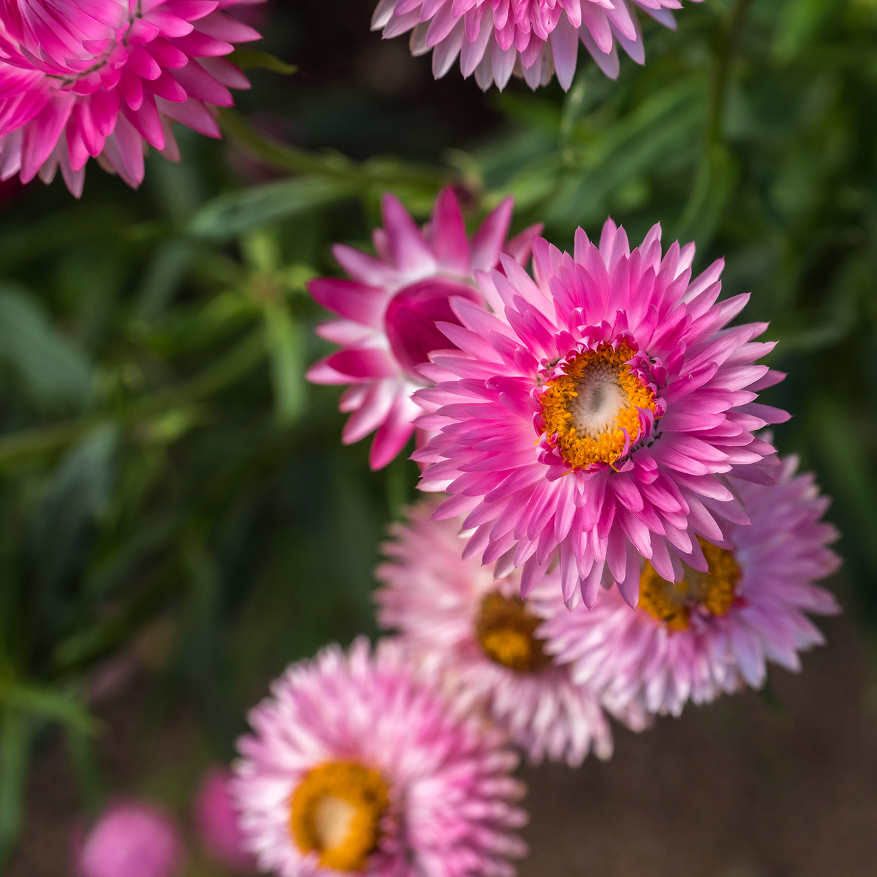 Strawflower Seeds (Helichrysum bracteatum)