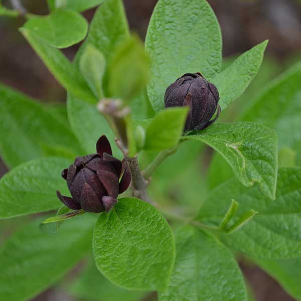 Bare Root Sweet Shrub (Calycanthus floridus)