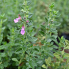 Wall Germander (Teucrium chamaedrys)