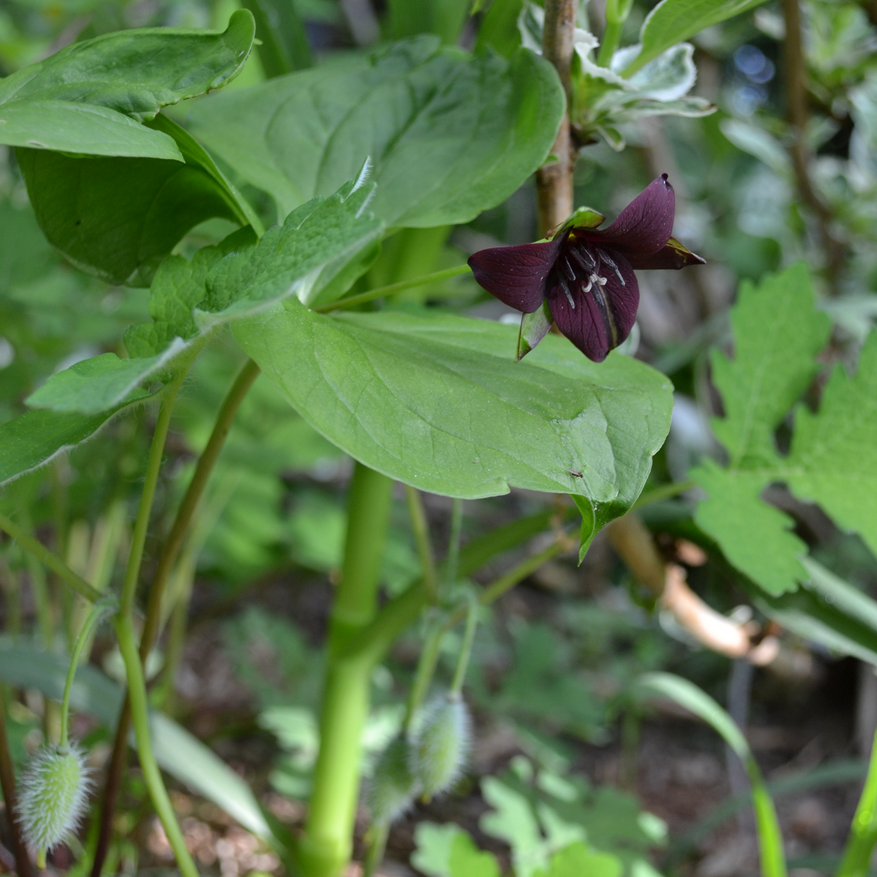 Bare Root Red Trillium, Wake-robin (Trillium erectum)