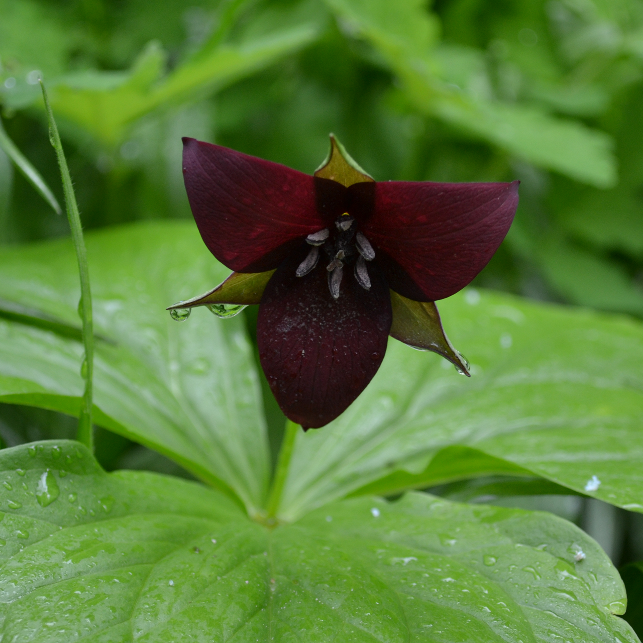 Bare Root Red Trillium, Wake-robin (Trillium erectum)