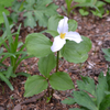 Bare Root White Trillium&comma; Wake-Robin (Trillium grandiflorum)