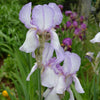 True Delight Iris (Iris x germanica cv.)