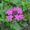 Rose Vervain (Verbena canadensis)