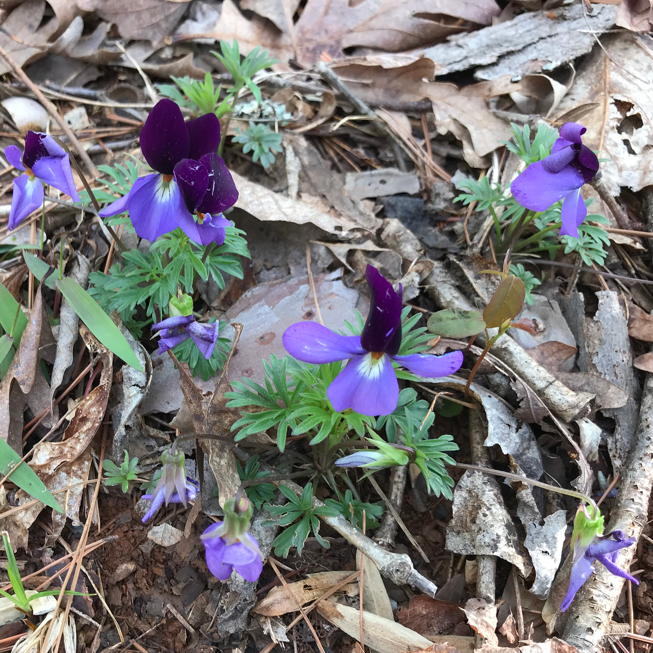 Bird's Foot Violet; Crowfoot (Viola pedata)