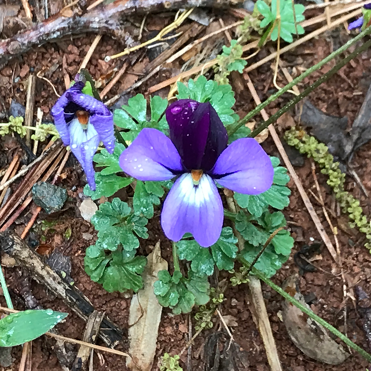 Bird's Foot Violet; Crowfoot (Viola pedata)