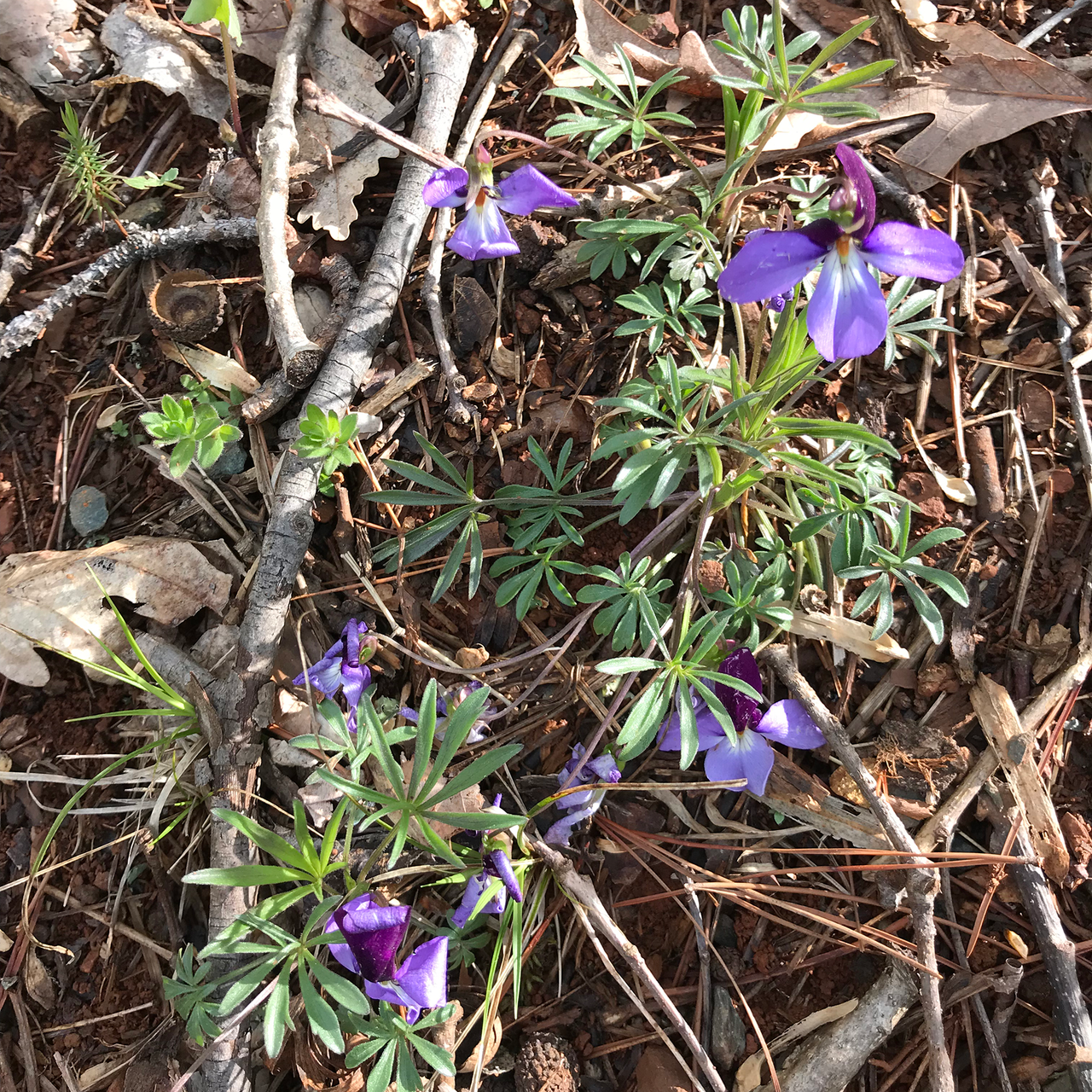 Bird's Foot Violet; Crowfoot (Viola pedata)