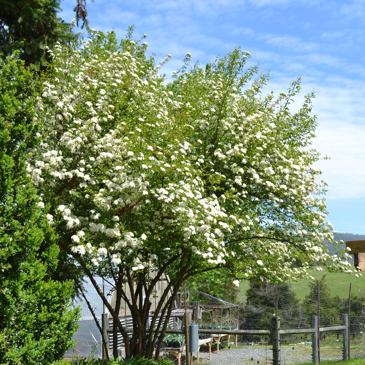 Bare Root Black Haw Viburnum (Viburnum prunifolium)