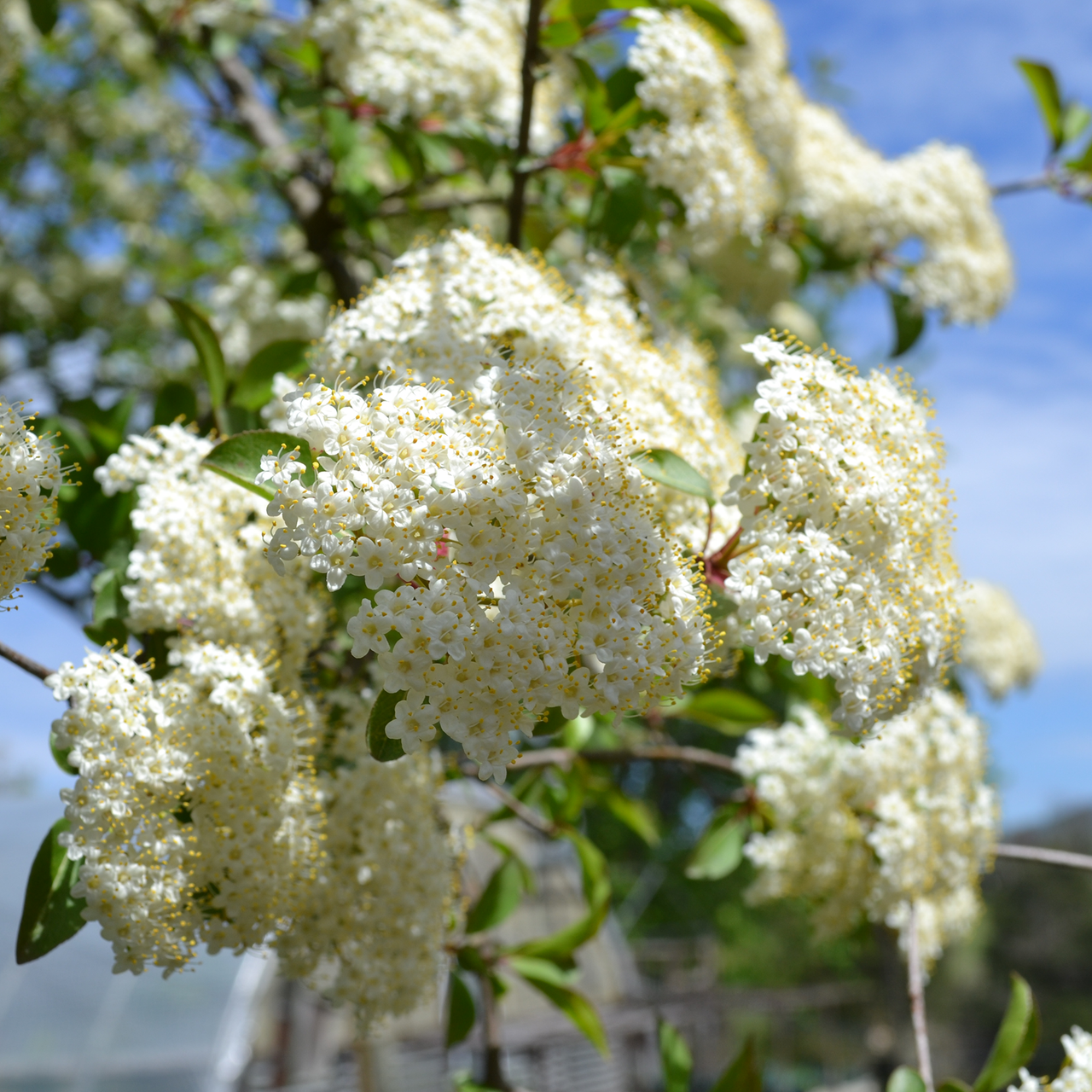 Bare Root Black Haw Viburnum (Viburnum prunifolium)